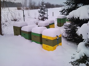 Bienenbeuten im Winter/ H. Nedo