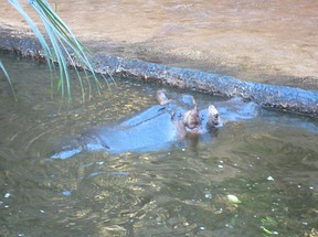 Flusspferde
