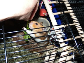 Hamster füttern hilft beim Eingewöhnen