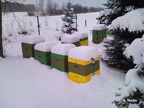 Bienen im Winter - H. Nedo