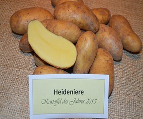 Die Heideniere, Kartoffelsorte 2015, Foto: KÖN / 