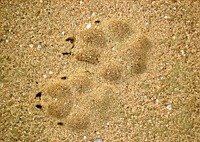 Wolfsspuren im Sand......(Foto NABU/M. Bathen)