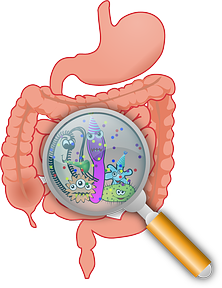 Mikroben im Darm