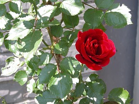 Rote Rose, Monika Hermeling