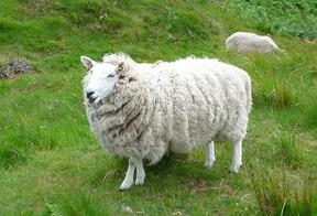 Miss Sheep June 2015. Foto: Gabriele Heidegger