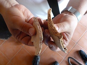 Dickschädel-Vergleich: links Bruchstück der Schädeldecke eines spanischen Mannes aus dem Mittelalter, rechts das eines Neandertalers. Foto: Helmuth Santler