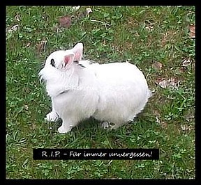 Kaninchen gestorben