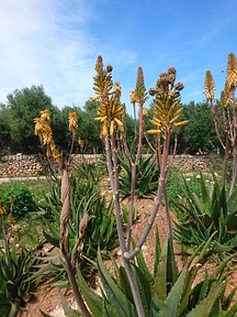 Aloe vera Feld auf Mallorca