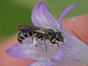 Glockenblume mit Biene
