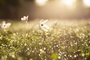 Blumen im Sonnenlicht, Pixabay