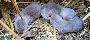 Die drei Otter im Alter von zwei Tagen © Tiergarten Mönchengladbach