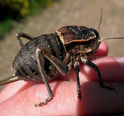 Kerbtiere insekten