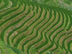 Reisanbau und seine Auswirkungen auf den Klimawandel