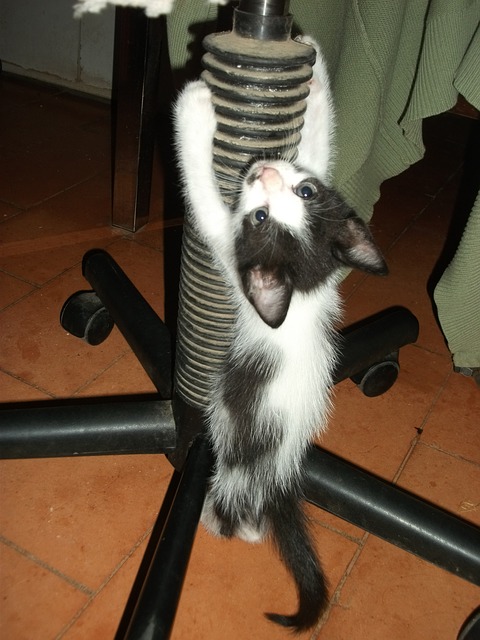 Katzenfutter Selbst Gemacht