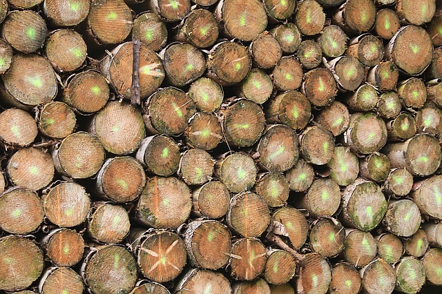 Das richtige Brennholz für den Kamin