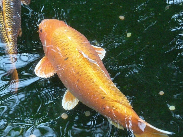 Fische im Gartenteich