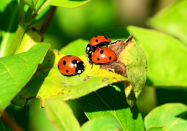 n-tzlinge-als-biologischer-pflanzenschutz