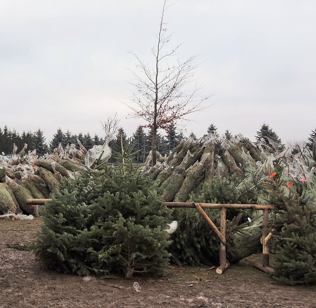 Weihnachtsbaum, künstlich oder echt kaufen oder selbst fällen?