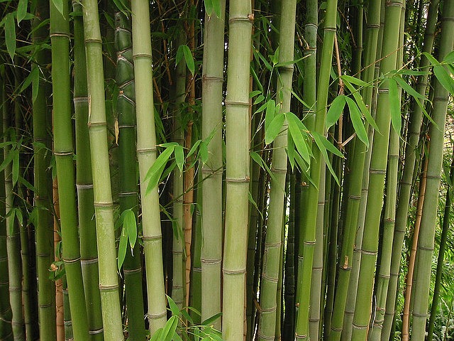 Bambus im Garten: Wissenswertes über die pflegeleichten ...