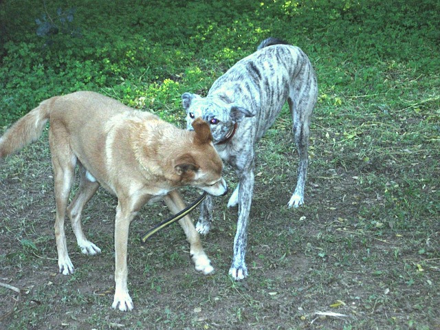 Mein Hund macht Urlaub