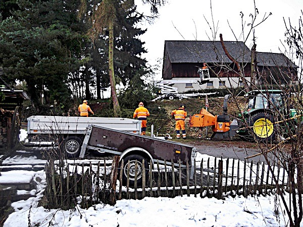 Baumfällen, Gefahrfällung