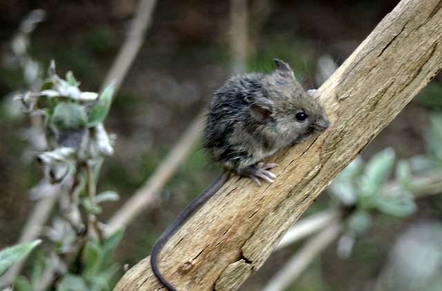 Ist das eine Maus? Wer zählt wirklich zu den Mäusen?