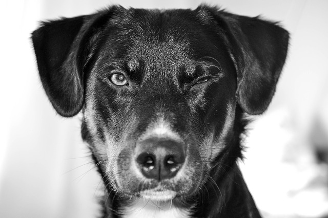 Wie Sie Ihren Hund bei Gewitter und Silvesterfeuerwerk beruhigen können