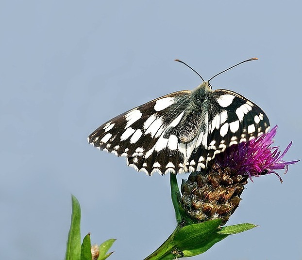 Schachbrettfalter Alias Damenbrett Schmetterling Des Jahres 2019